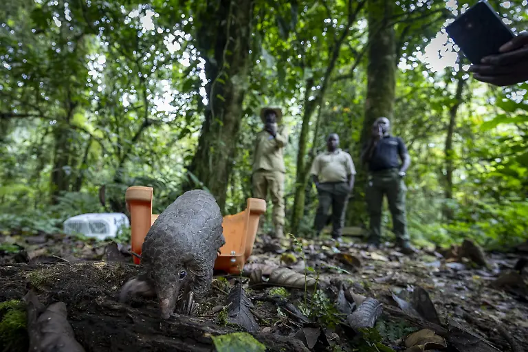 A Pang of Hope, by Charlotte Keast